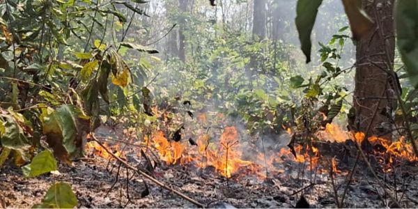 গারো পাহাড়ে ‘পরিকল্পিত আগুনে’ পুড়ল বিস্তীর্ণ সংরক্ষিত বন